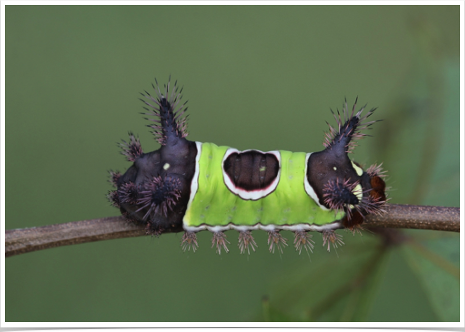 Acharia stimulea
Saddleback Caterpillar
Macon County, Alabama Acharia stimulea
Saddleback Caterpillar
Macon County, Alabama